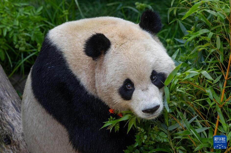 米國サンディエゴ動物園が7月9日に公開した「雲(yún)川」が到著後、初の寫真（寫真提供?米國サンディエゴ動物園）。