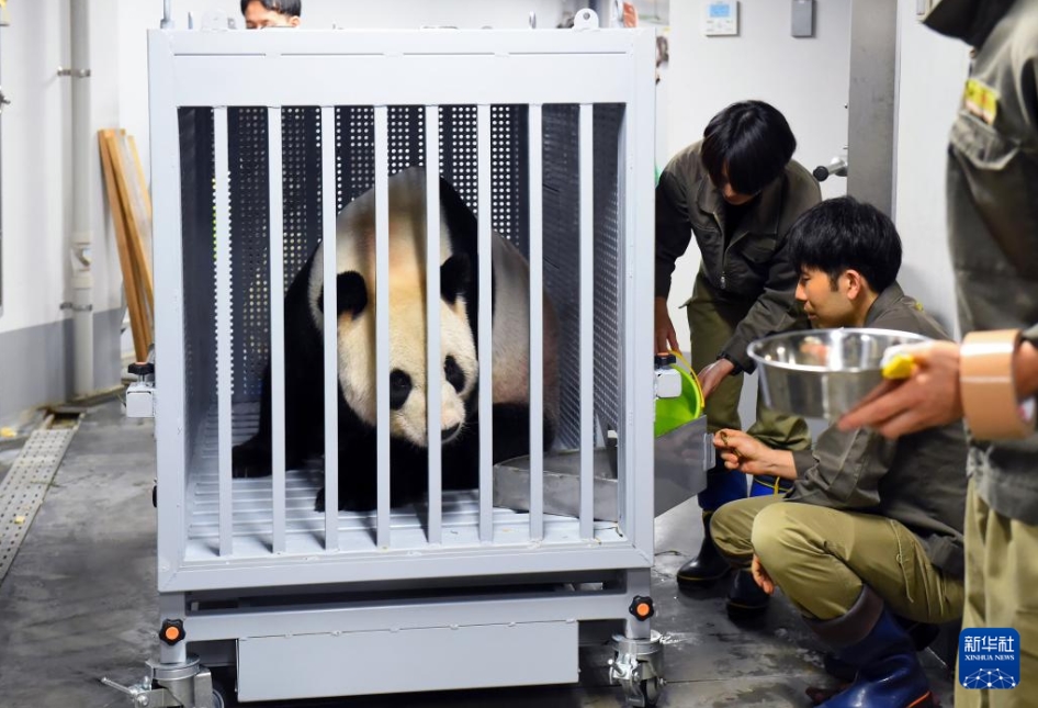 9月29日、東京の上野動(dòng)物園で、輸送用の檻に入れられたパンダの「比力」（寫(xiě)真提供?東京動(dòng)物園協(xié)會(huì)）。